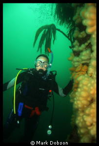 Diving off the Farne Islands  UK 2006. Kelp and dead men'... by Mark Dobson 